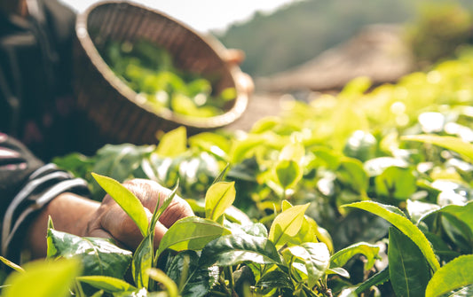 Sustainabili-Tea: Using Tea To Change How We See The World